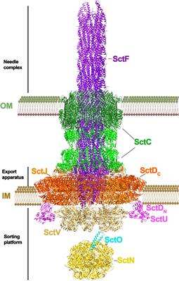 Primary architecture and energy requirements of Type III and Type IV secretion systems